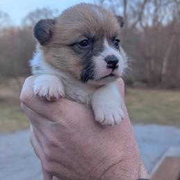 Yukon - Red male Pembroke Welsh Corgi puppy in Columbus, Ohio from Rose Water Corgis in Ohio