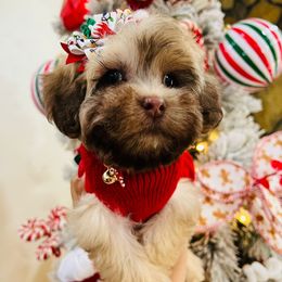 Joy - Cafe au lait female Maltipoo puppy in Sugar Land, Texas from Celebrity Maltipoos
