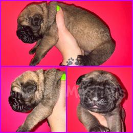 Luna (Purple Collar) - Fawn female Mastiff puppy in Ohio from Weiler’s Gentle Giants