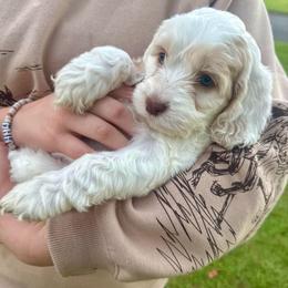 Sandy - Cream female Cockapoo puppy in Tallahassee, Florida from Panhandle Pups