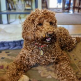 Juju Bean - Australian Labradoodle