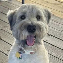 Blanche - Soft Coated Wheaten Terrier