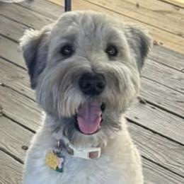 Blanche - Soft Coated Wheaten Terrier