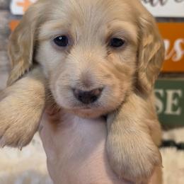 Finch - Cream male Dachshund puppy in Romney, Indiana from Brown's Valley Dachshunds