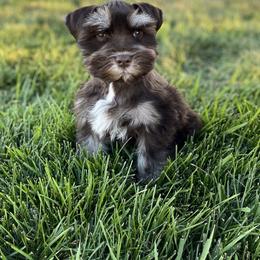 Miniature Schnauzer Puppies from Silver Sage Schnauzers
