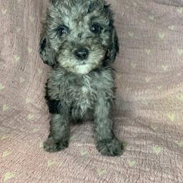 Flint - Merle male Cockapoo puppy in Bedford, Iowa from Our Father’s Doodles