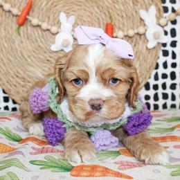 Luna - Red female Cocker Spaniel puppy in Rattan, Oklahoma from Double M Cocker Spaniels