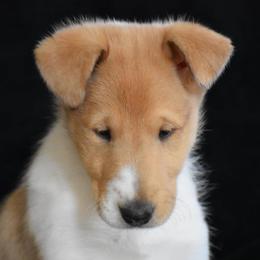 Collie puppies from Brookwood Collies, Smooth & Rough