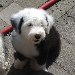 Old English Sheepdog Puppies from Island Bound Old English Sheepdogs