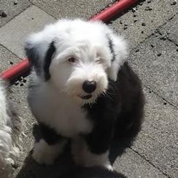 Old English Sheepdog Puppies from Island Bound Old English Sheepdogs