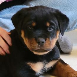 Girl 1 - Black and mahogany female Rottweiler puppy in Snohomish, Washington from Sky Valley Rottweilers