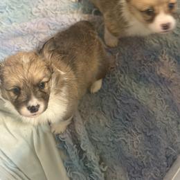Wild Bill - Sable male Pembroke Welsh Corgi puppy in Huntington, Texas from Flower Hill Farm