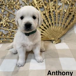 Anthony - Light golden male Golden Retriever puppy in Conroe, Texas from Tails of Cypress
