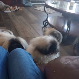 Buddha - Pekingese