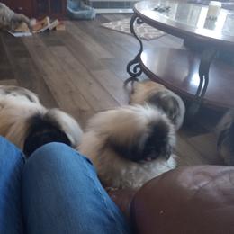 Buddha - Pekingese