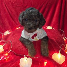 Pig Pen - Blue merle male Aussiedoodle puppy in Cumberland, Rhode Island from W Doodle Crew