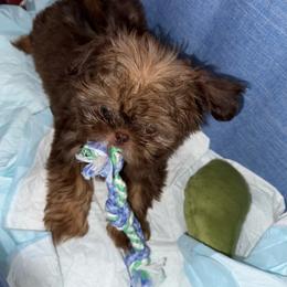 Liver Boy - Liver male Shih Tzu puppy in Albany, New York from Precious Shihpoo’s and Luxurious Shih Tzu’s
