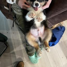Australian Shepherd and Miniature American Shepherd Puppies from Alolan Angel Aussies