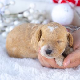 Benji - Apricot male Poodle puppy in Fort Myers, Florida from Blossom Paws