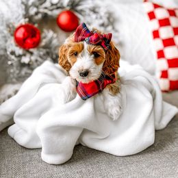 Kemper - Red Bernedoodle puppy in Springville, Utah from Happy Doodle