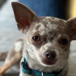 Chihuahuas and Yorkshire Terriers from Fiesta Pups