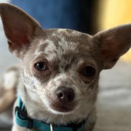 Chihuahuas and Yorkshire Terriers from Fiesta Pups