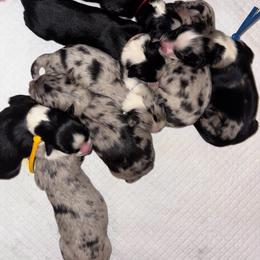 Australian Shepherd Puppies from Good Karma Aussies