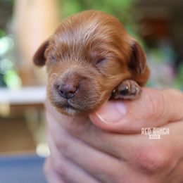 Oliver - Red male Cavapoo puppy in Salado, Texas from Red Ranch Dogs