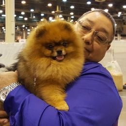 Tiny - Pomeranian