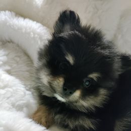 Pomeranian Puppies from Cutie Poms