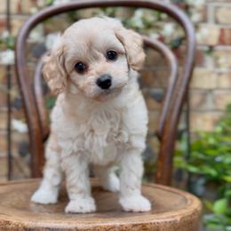 Simon - Apricot male Cavapoo puppy in Arlington, Texas from Van Haselen Poodles and Doodles