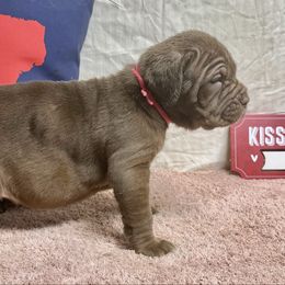 Shelby - Mahogany female Neapolitan Mastiff puppy in Canyon, Texas from Mastini Della Forte