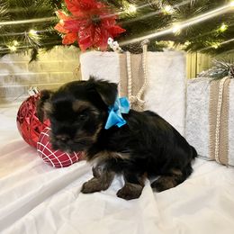 Yorkshire Terrier Puppies from Yorkie Fever