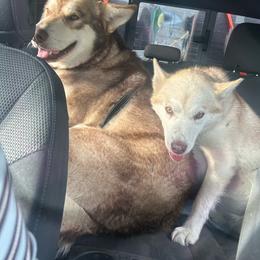 Gaia - Alaskan Malamute