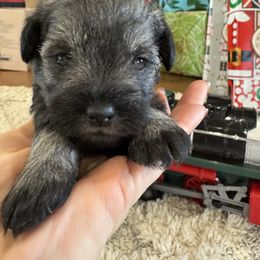 Ariel - Salt and pepper female Miniature Schnauzer puppy in Comanche, Texas from Circle R Sidney