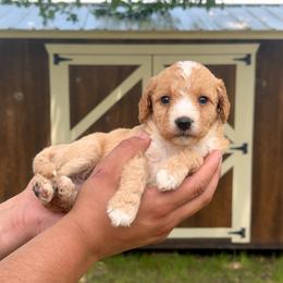 Blue - Red female Bernedoodle puppy in Greenville, Texas from Doodles of Promise