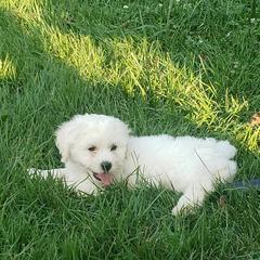 Shichons from Shichon Teddybear  puppies of Miss