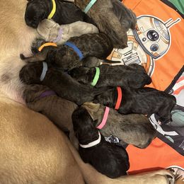 Cane Corso Puppies from Mass Cane Corso