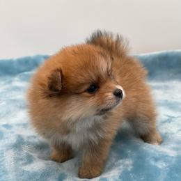 Star 1600 small CKC - Tri-colored female Pomeranian puppy in Douglas, Georgia from Heartland small breeds