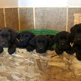 Labrador Retriever Puppies from Marshview Labs