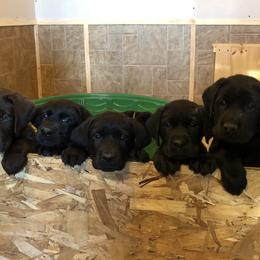 Labrador Retriever Puppies from Marshview Labs