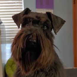 Pearl - Miniature Schnauzer