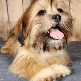 Michelangelo - Red male Lhasa Apso puppy in Jefferson, New York from Absolute Lhasa Love