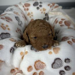 Archie - Red male Cavapoo puppy in Millersburg, Ohio from Ohio Puppy Paws