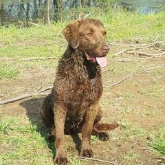 Lily - Chesapeake Bay Retriever