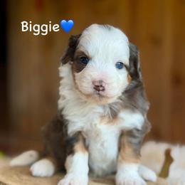 Biggie - Blue merle male Aussiedoodle puppy in Lancaster, Minnesota from Finney Ranch