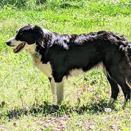 Charlee - English Shepherd