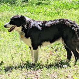 Charlee - English Shepherd