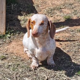 Hermione - Dachshund