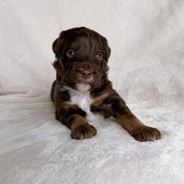 Brooks - Red tri-color male Aussiedoodle puppy in Burbank, Ohio from Berns & Doodles